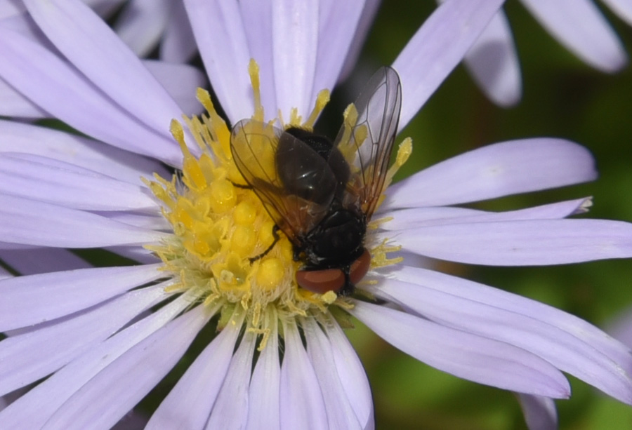 Phasia aurulans